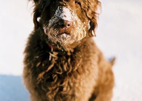 large red labradoodle dog in the snow