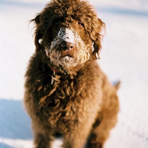 large red labradoodle dog in the snow